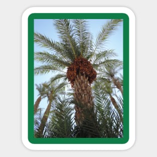 Date Palm Sticker